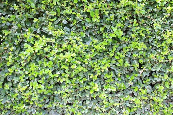 Mur de fuite vert — Photo