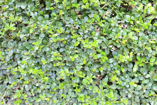 Przeciek zielony ściana — Zdjęcie stockowe