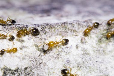 Kırmızı karınca katta çalışma