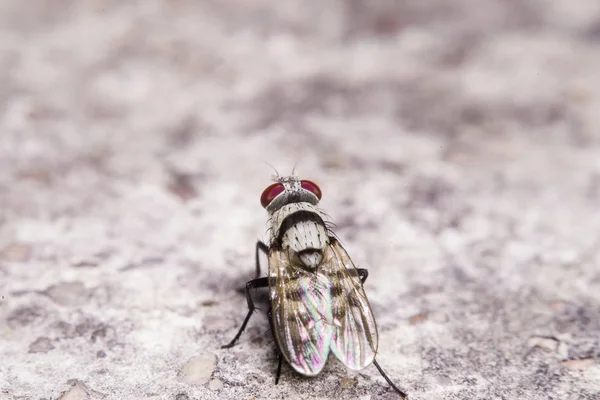 Flying insect on floor
