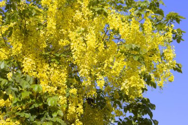 sarı çiçek arka plan