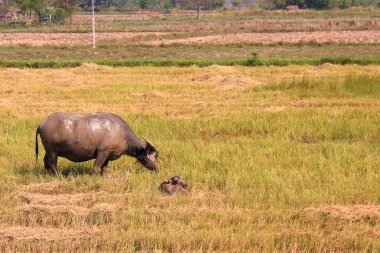 grupta çim yeme buffalo