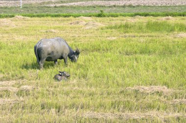 grupta çim yeme buffalo