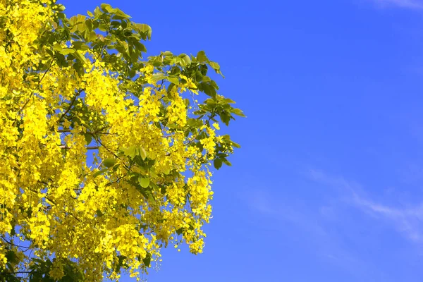 Тайские желтые цветы и голубой фон неба . — стоковое фото