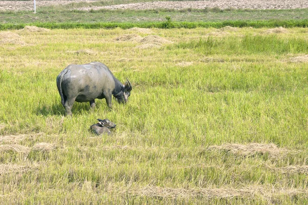 grupta çim yeme buffalo