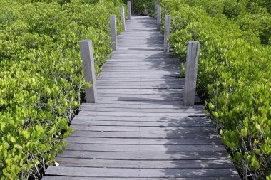 Tayland 'daki Mangrove Ormanı