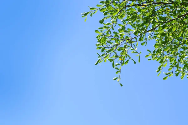 Πράσινο φύλλο και το φόντο του ουρανού μπλε — Φωτογραφία Αρχείου