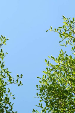 yaprak yeşil ve mavi gökyüzü arka plan