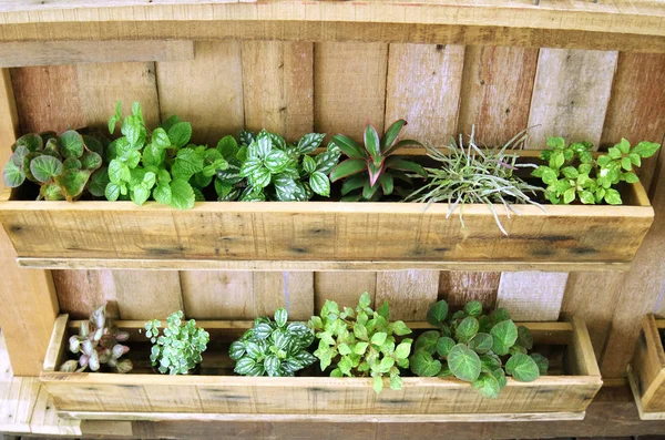 Pianta verde in vassoio di legno — Foto Stock