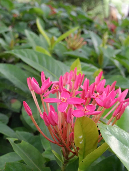 Flor de espiga en el jardín —  Fotos de Stock