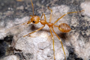 Karıncalar ve Bahçe böcek