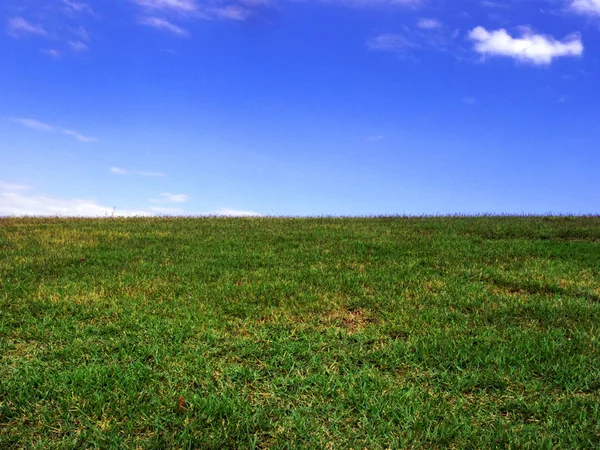 Cielo azul y hierba verde — Foto de Stock