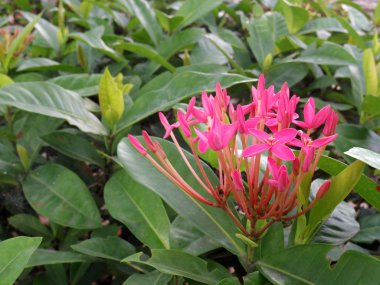 Spike Çiçek bahçesinde