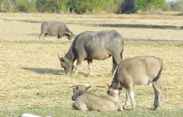 Thai buffalo eating grass on rice farm in Thailand. — Stock Photo, Image