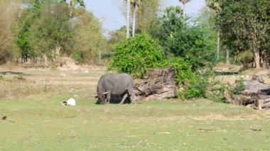 Tayland pirinç çiftlikte çim yeme Tay buffalo.