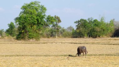 Tayland pirinç çiftlikte çim yeme Tay buffalo.