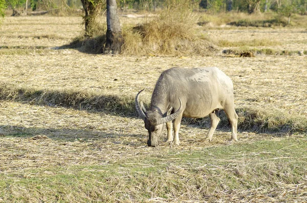 Тайский буйвол ест траву на рисовой ферме в Таиланде . — стоковое фото