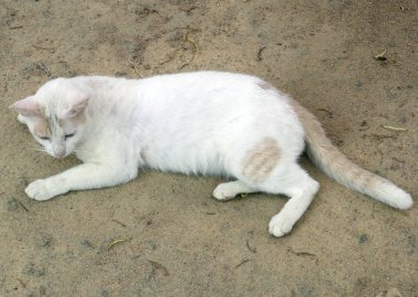 Taylandlı kedi yerde oturuyor.