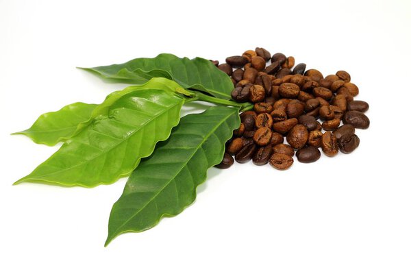 Coffee seed and coffee leaf