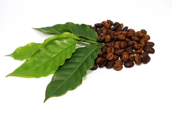 Kaffe utsäde och kaffe blad — Stockfoto