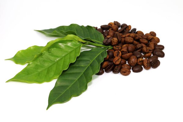 Coffee seed and coffee leaf