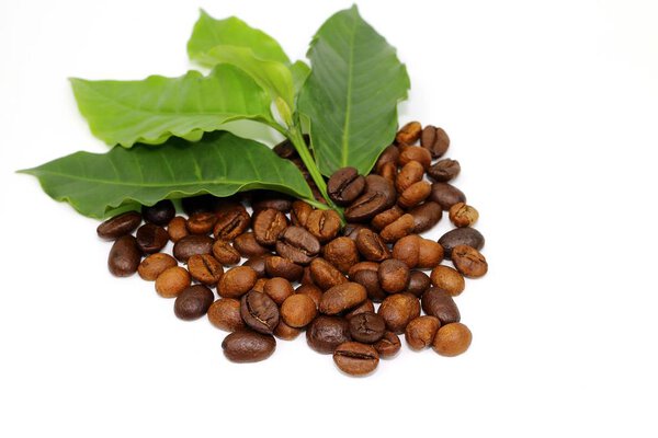 Coffee seed and coffee leaf