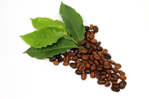 Coffee seed and coffee leaf