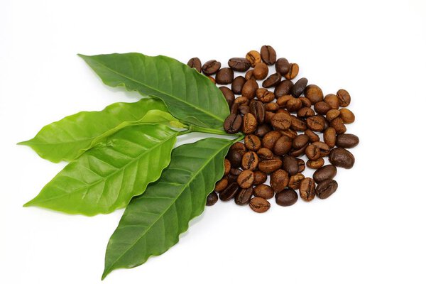 Coffee seed and coffee leaf