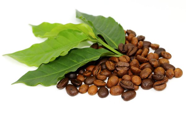 Coffee seed and coffee leaf