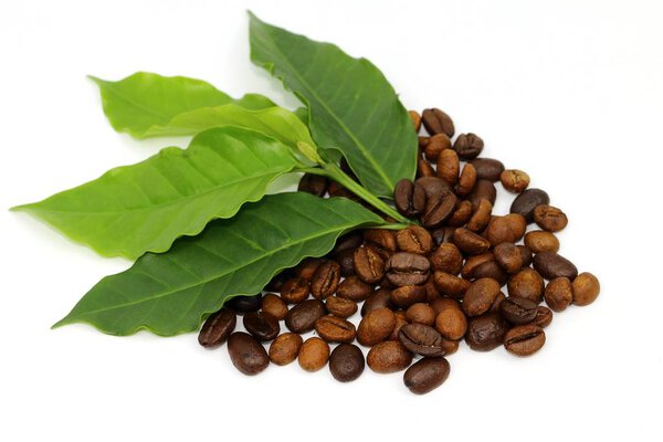Coffee seed and coffee leaf
