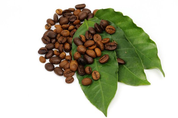 Coffee seed and coffee leaf