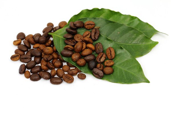 Coffee seed and coffee leaf