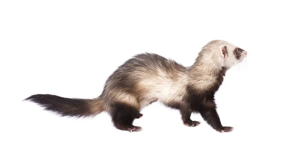 Ferret sitting and looking away in front, isolated — Stock Photo, Image