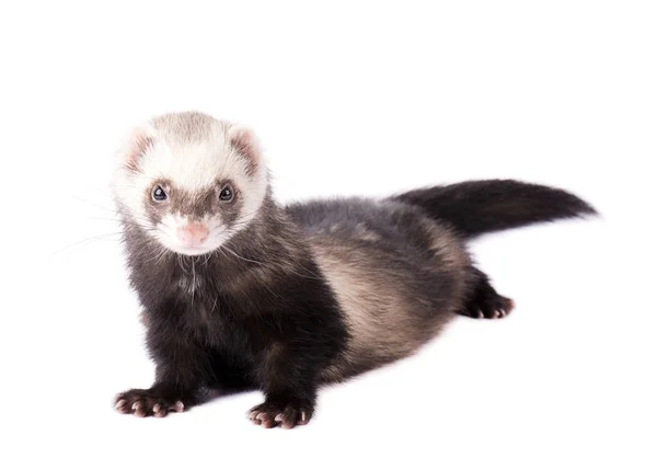 Fretka (Mustela putorius furo), samostatný — Stock fotografie