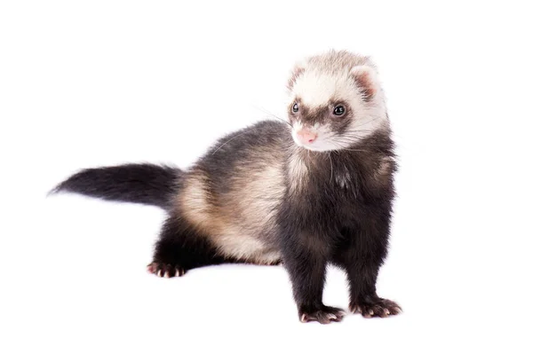 Ferret geïsoleerd op wit — Stockfoto