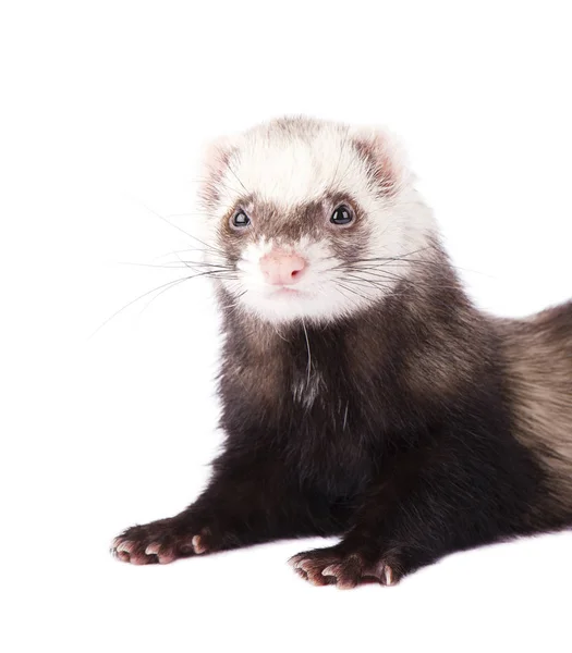 Grijze ferret geïsoleerd — Stockfoto