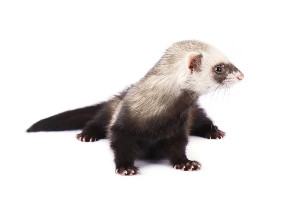 Grey ferret in full growth lies, isolated — Stock Photo, Image