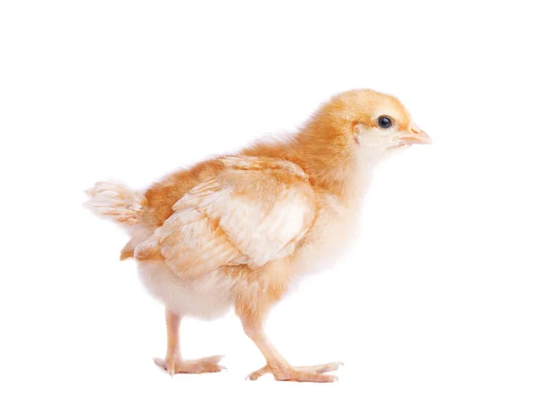 Маленький желтый цыпленок изолирован — стоковое фото