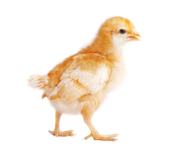 Маленький желтый цыпленок изолирован — стоковое фото