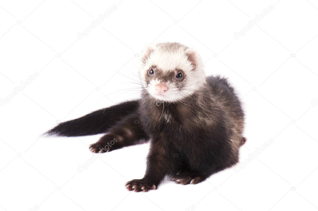 Grey ute ferret isolated