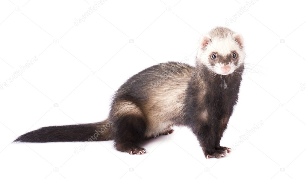 Grey ferret in full growth lies, isolated