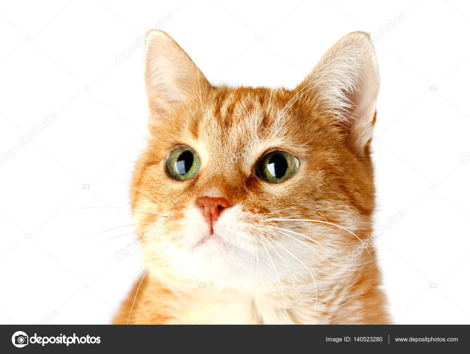 Gatto Rosso Adulto Isolato Su Priorità Bassa Bianca Foto Stock