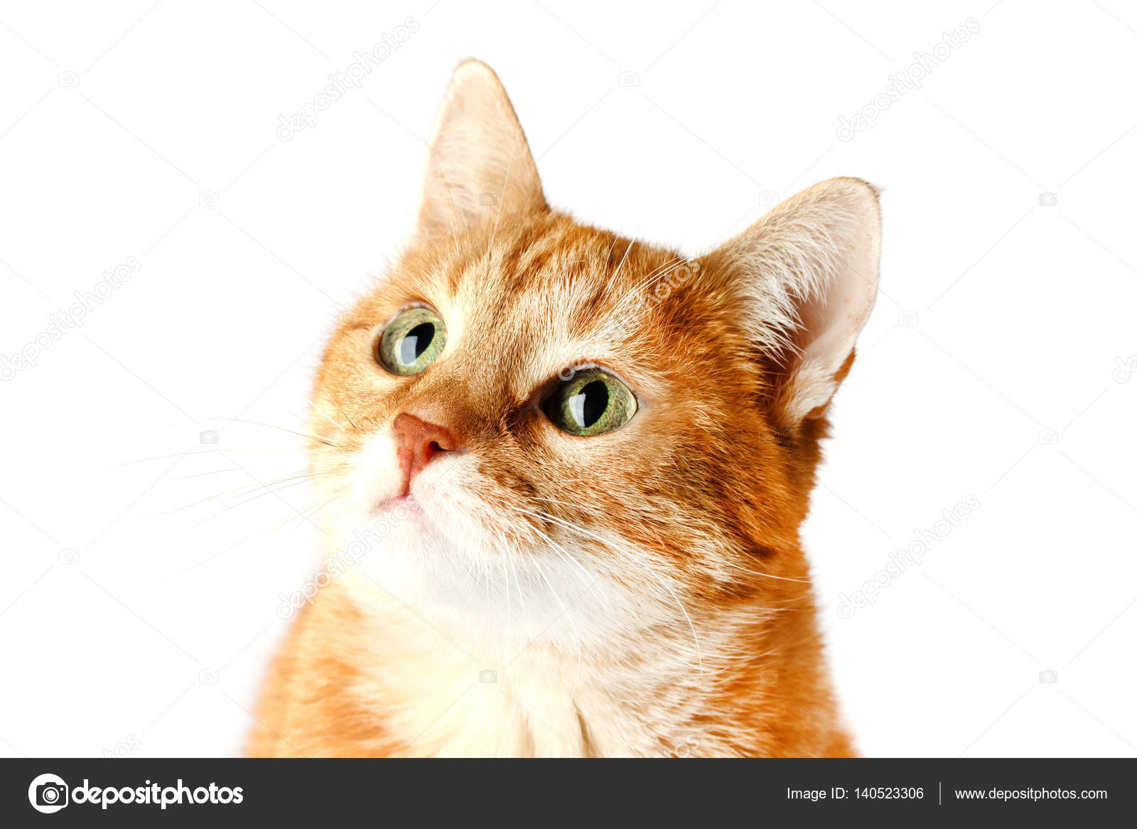 Gatto Rosso Adulto Isolato Su Priorità Bassa Bianca Foto Stock