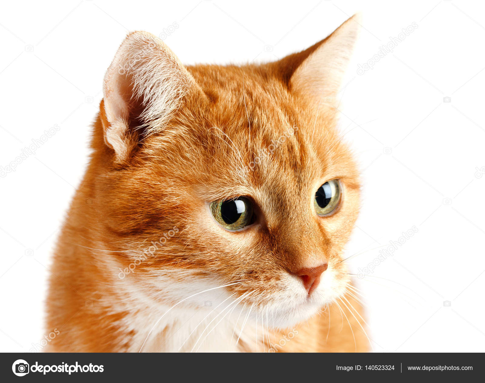 Gatto Rosso Adulto Isolato Su Priorità Bassa Bianca Foto Stock