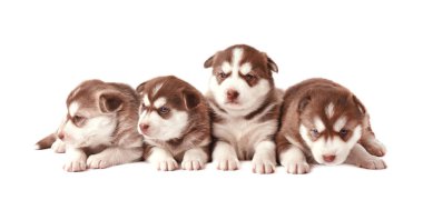 Sibirya husky yavrusu, kahverengi yavru husky grup izole 