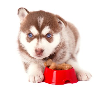 Sibirya husky köpek bisküvi izole kırmızı plaka ile şirin kahverengi köpek