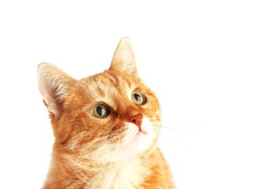 Yetişkin kırmızı kedi, izole dikkatle seyir 