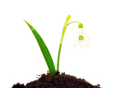 Kardelen yeşil yaprak ve toprak, izole