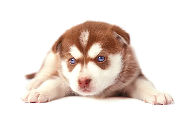 Brązowy szczeniak husky o niebieskich oczach, na białym tle — Zdjęcie stockowe