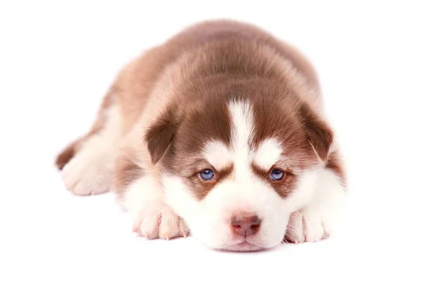 Симпатичный бурый щенок сибирского хаски, изолированный — стоковое фото